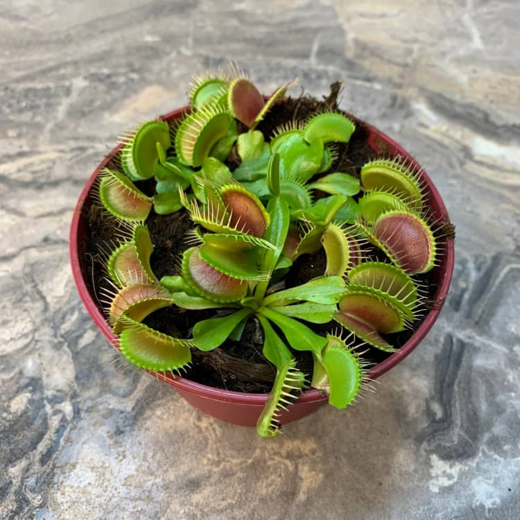 Дионея Венерина Мухоловка D12 Дионея Венерина Мухоловка D12