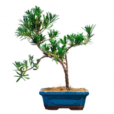 Бонсай Подокарпус 10 лет