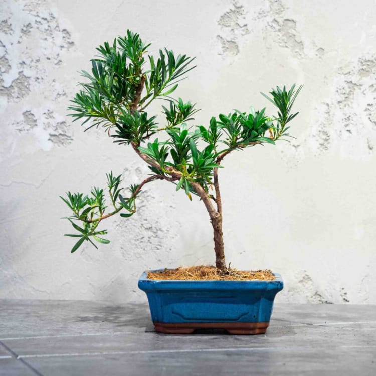 Бонсай Подокарпус 10 лет Бонсай Подокарпус 10 лет