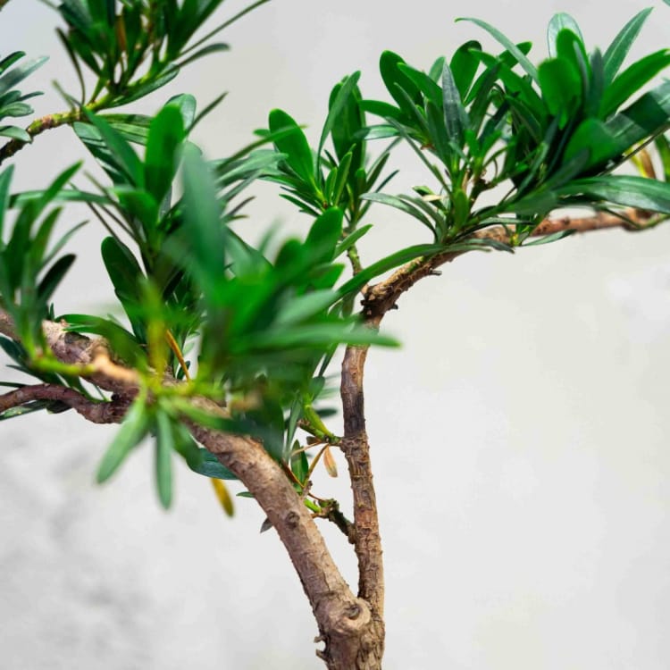 Бонсай Подокарпус 10 лет Бонсай Подокарпус 10 лет