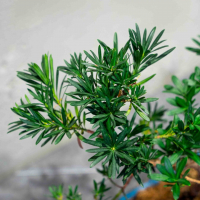 Бонсай Подокарпус 10 лет Бонсай Подокарпус 10 лет