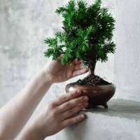 Бонсай - Тис 8 лет