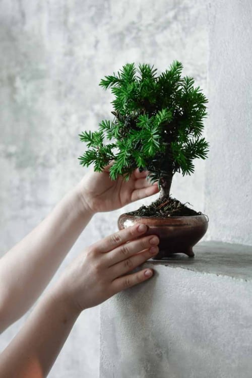 Бонсай - Тис 8 лет