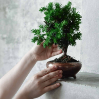 Бонсай - Тис 8 лет