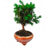 Бонсай - Тис 8 лет