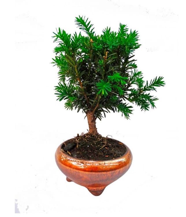 Бонсай - Тис 8 лет