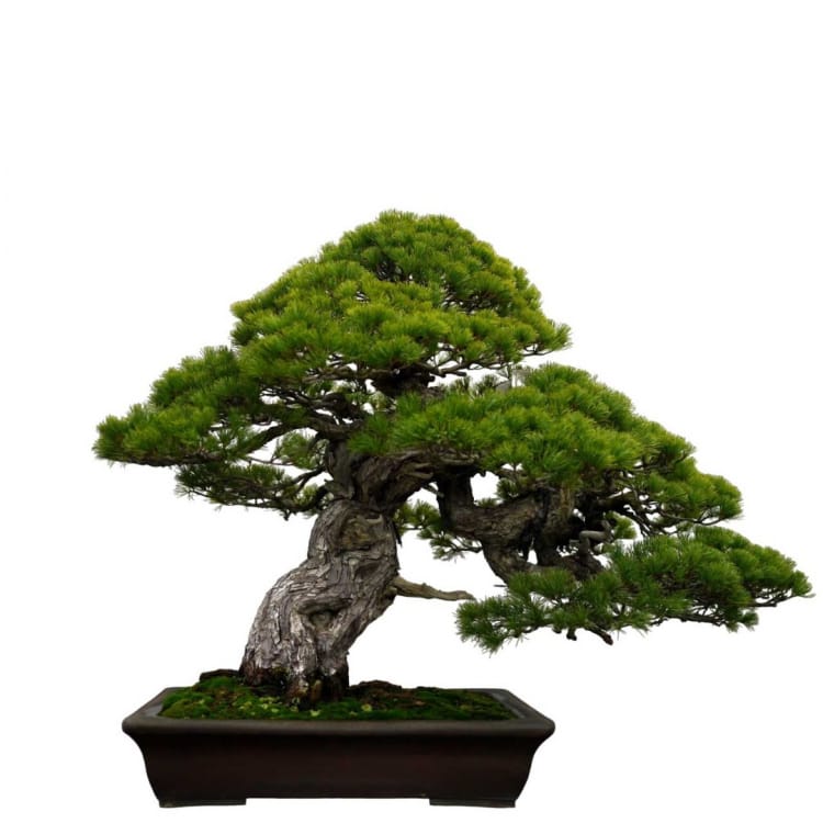 Бонсай Сосна Эксклюзив