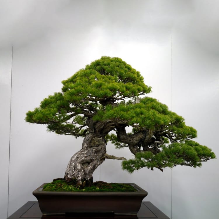 Бонсай Сосна Эксклюзив