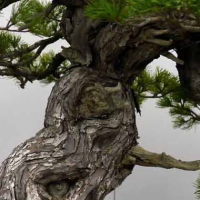 Бонсай Сосна Эксклюзив