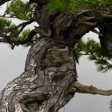 Бонсай Сосна Эксклюзив