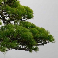 Бонсай Сосна Эксклюзив