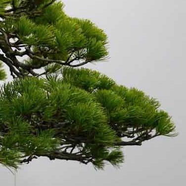 Бонсай Сосна Эксклюзив