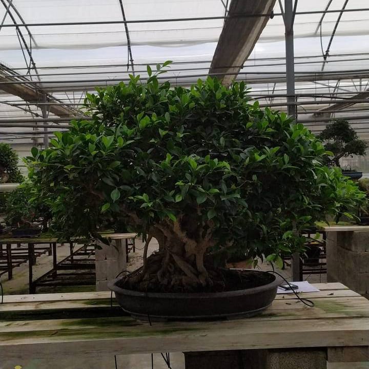 Бонсай - Баньян Эксклюзивный 107 лет Бонсай - Баньян Эксклюзивный 107 лет