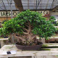 Бонсай - Баньян Эксклюзивный 107 лет Бонсай - Баньян Эксклюзивный 107 лет