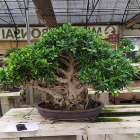 Бонсай - Баньян Эксклюзивный 107 лет