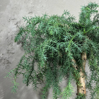 Бонсай Араукария Канингема Бонсай Араукария Канингема