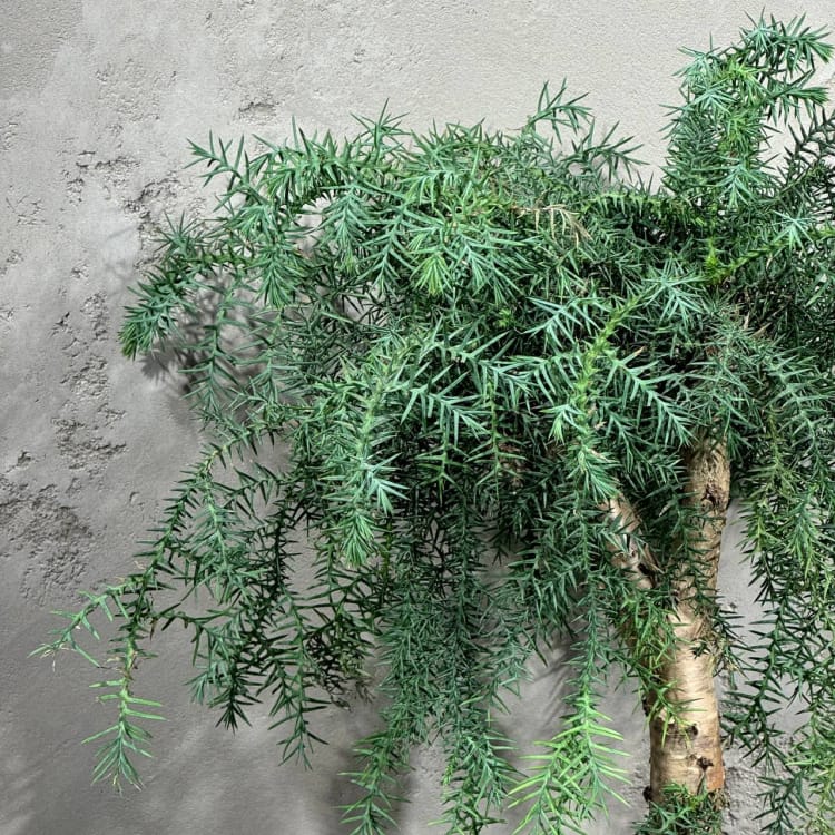 Бонсай Араукария Канингема Бонсай Араукария Канингема