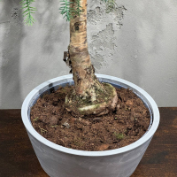 Бонсай Араукария Канингема Бонсай Араукария Канингема