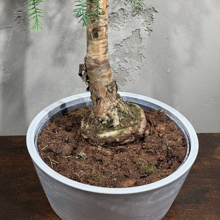 Бонсай Араукария Канингема Бонсай Араукария Канингема