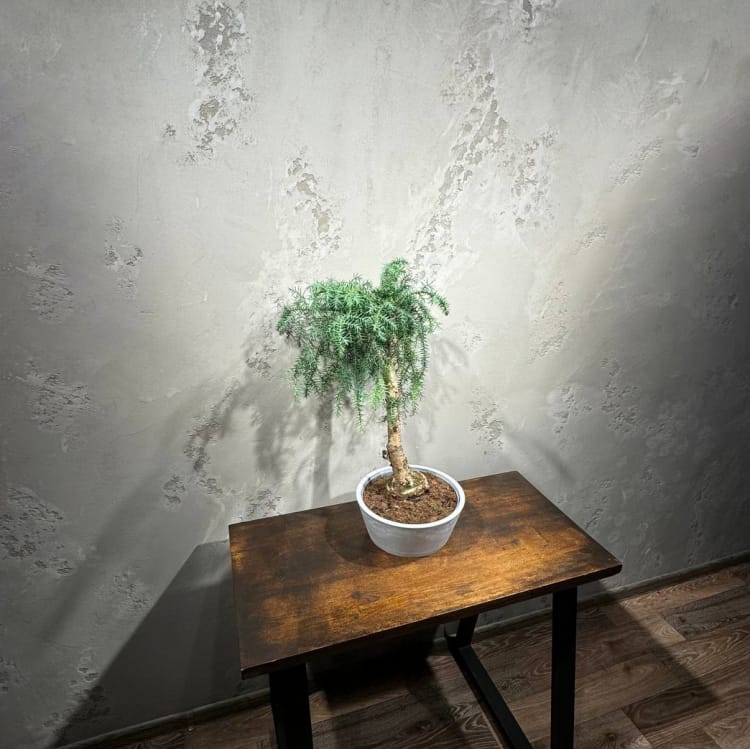 Бонсай Араукария Канингема Бонсай Араукария Канингема