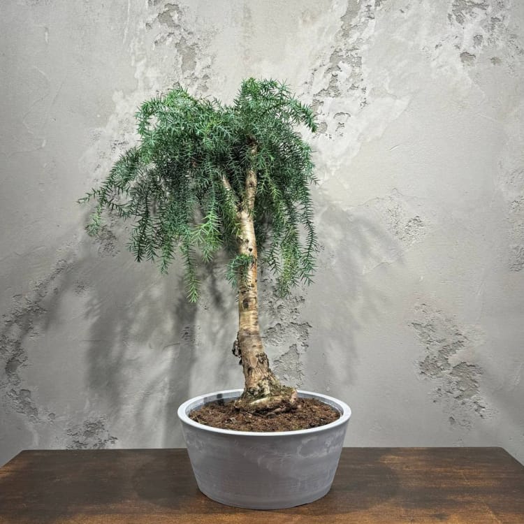 Бонсай Араукария Канингема Бонсай Араукария Канингема