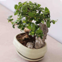 Бонсай Кармона со скалой Бонсай Кармона со скалой