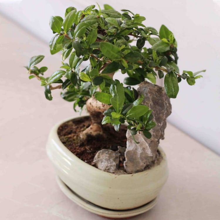 Бонсай Кармона со скалой Бонсай Кармона со скалой