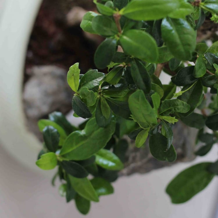 Бонсай Кармона со скалой Бонсай Кармона со скалой