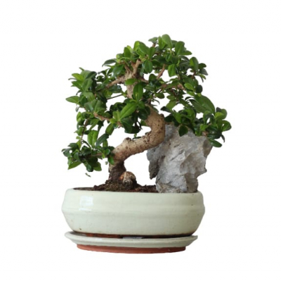 Бонсай Кармона со скалой