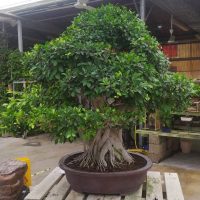 Бонсай - Баньян Эксклюзивный 96 лет Бонсай - Баньян Эксклюзивный 96 лет