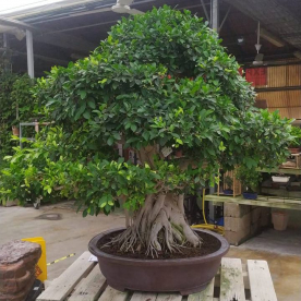 Бонсай - Баньян Эксклюзивный 96 лет