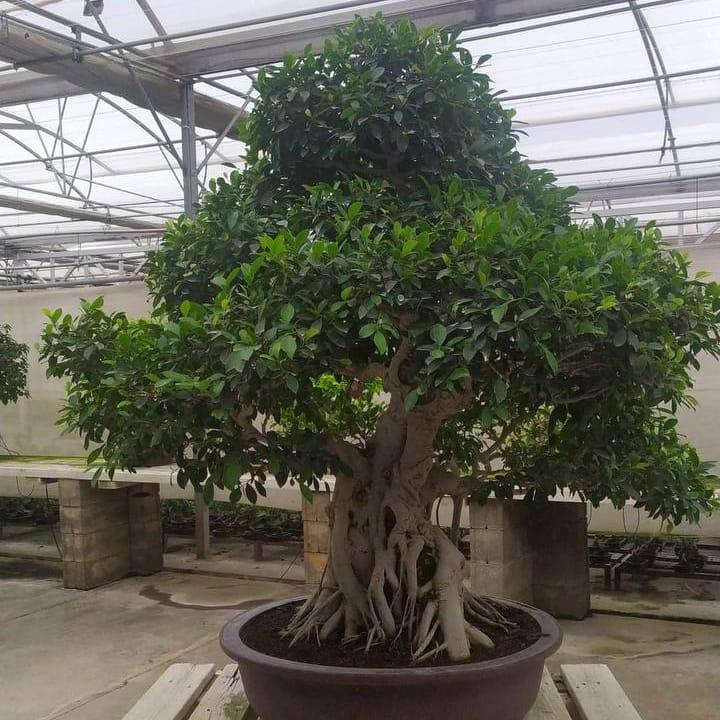 Бонсай - Баньян Эксклюзивный 96 лет Бонсай - Баньян Эксклюзивный 96 лет