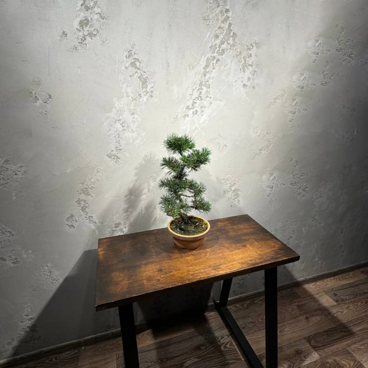 Бонсай  -  Сосна Тунберга