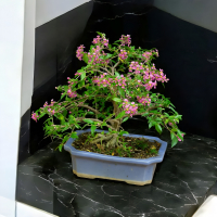 Бонсай Мальпигия Вишня 10 лет