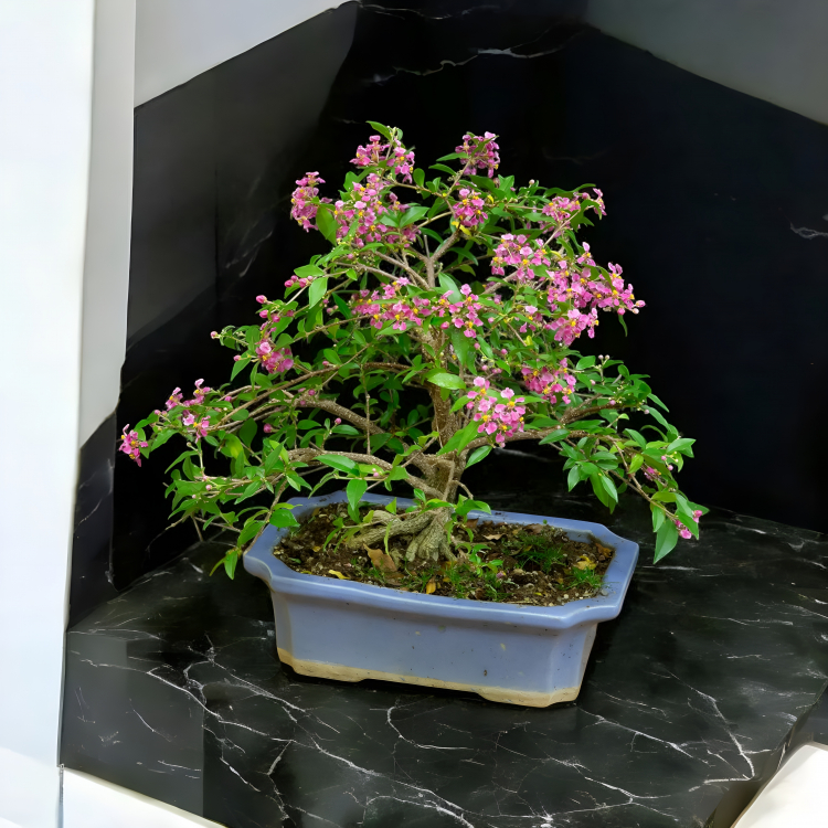 Бонсай Мальпигия Вишня 10 лет