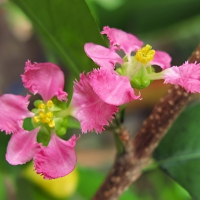 Бонсай Мальпигия Вишня 10 лет