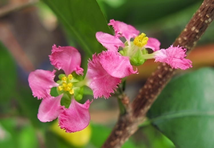 Бонсай Мальпигия Вишня 10 лет