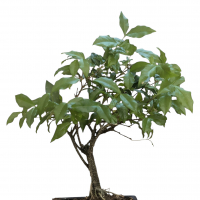 Бонсай Мальпигия Вишня 10 лет