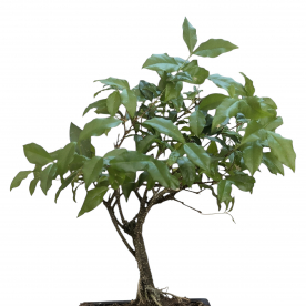 Бонсай Мальпигия Вишня 10 лет