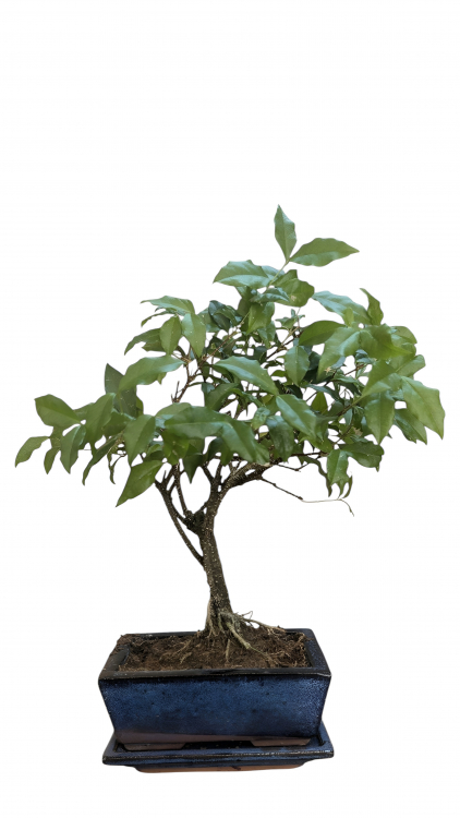 Бонсай Мальпигия Вишня 10 лет