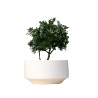 Кипарис Бонсай - «Метаморфозы» Кипарис Бонсай - «Метаморфозы»