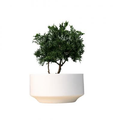 Кипарис Бонсай - «Метаморфозы»