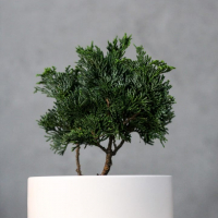 Кипарис Бонсай - «Метаморфозы» Кипарис Бонсай - «Метаморфозы»