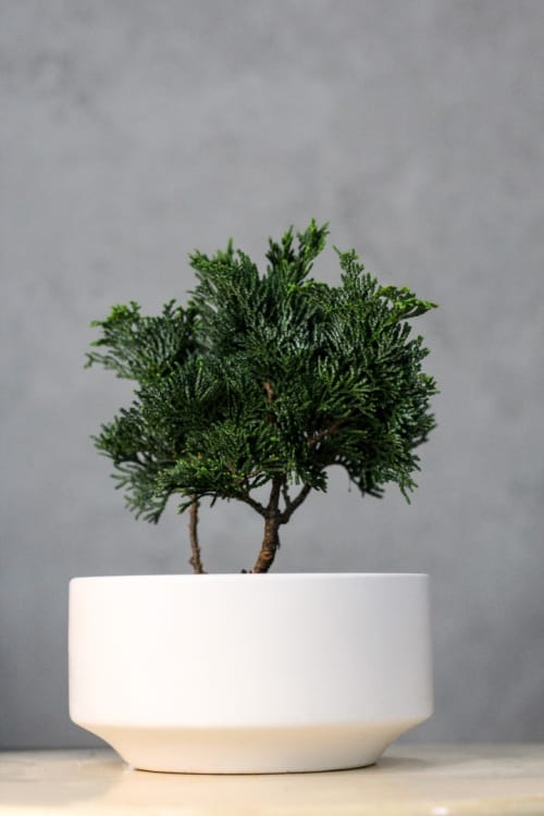 Кипарис Бонсай - «Метаморфозы» Кипарис Бонсай - «Метаморфозы»