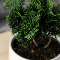 Кипарис Бонсай - «Метаморфозы» Кипарис Бонсай - «Метаморфозы»