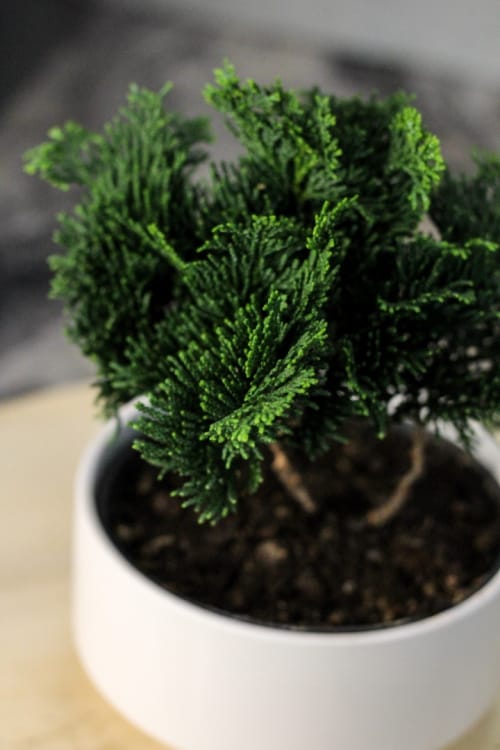 Кипарис Бонсай - «Метаморфозы» Кипарис Бонсай - «Метаморфозы»