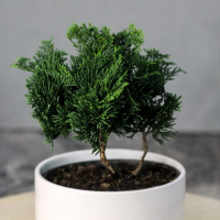 Кипарис Бонсай - «Метаморфозы» Кипарис Бонсай - «Метаморфозы»