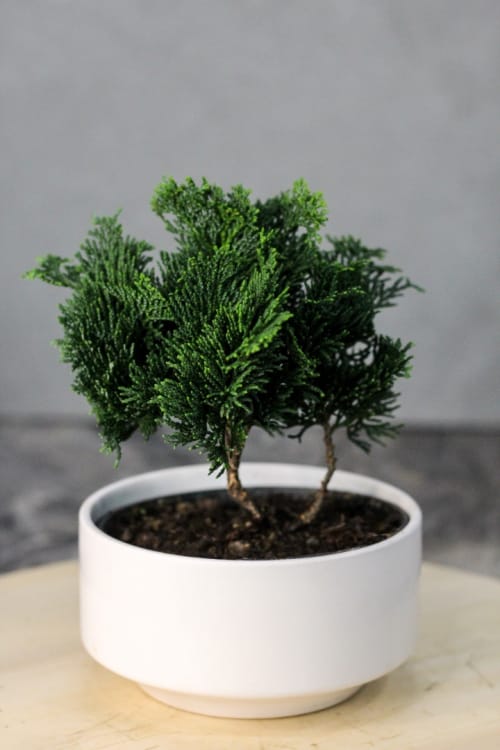 Кипарис Бонсай - «Метаморфозы» Кипарис Бонсай - «Метаморфозы»