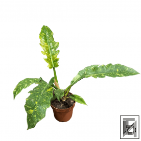 Филодендрон Огненный D12