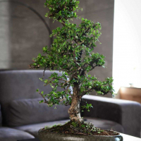 Бонсай Кармона - «Эксклюзивный Экземпляр» Бонсай Кармона - «Эксклюзивный Экземпляр»